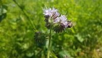 Biene auf Phacelia